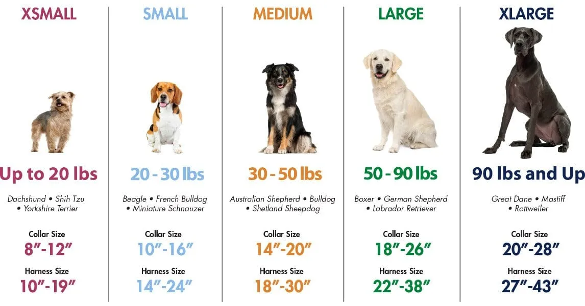 Coastal No Slip Adjustable Martingale Dog Collar with Buckle