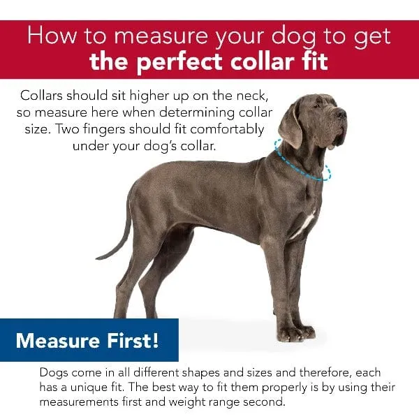 Coastal No Slip Adjustable Martingale Dog Collar with Buckle