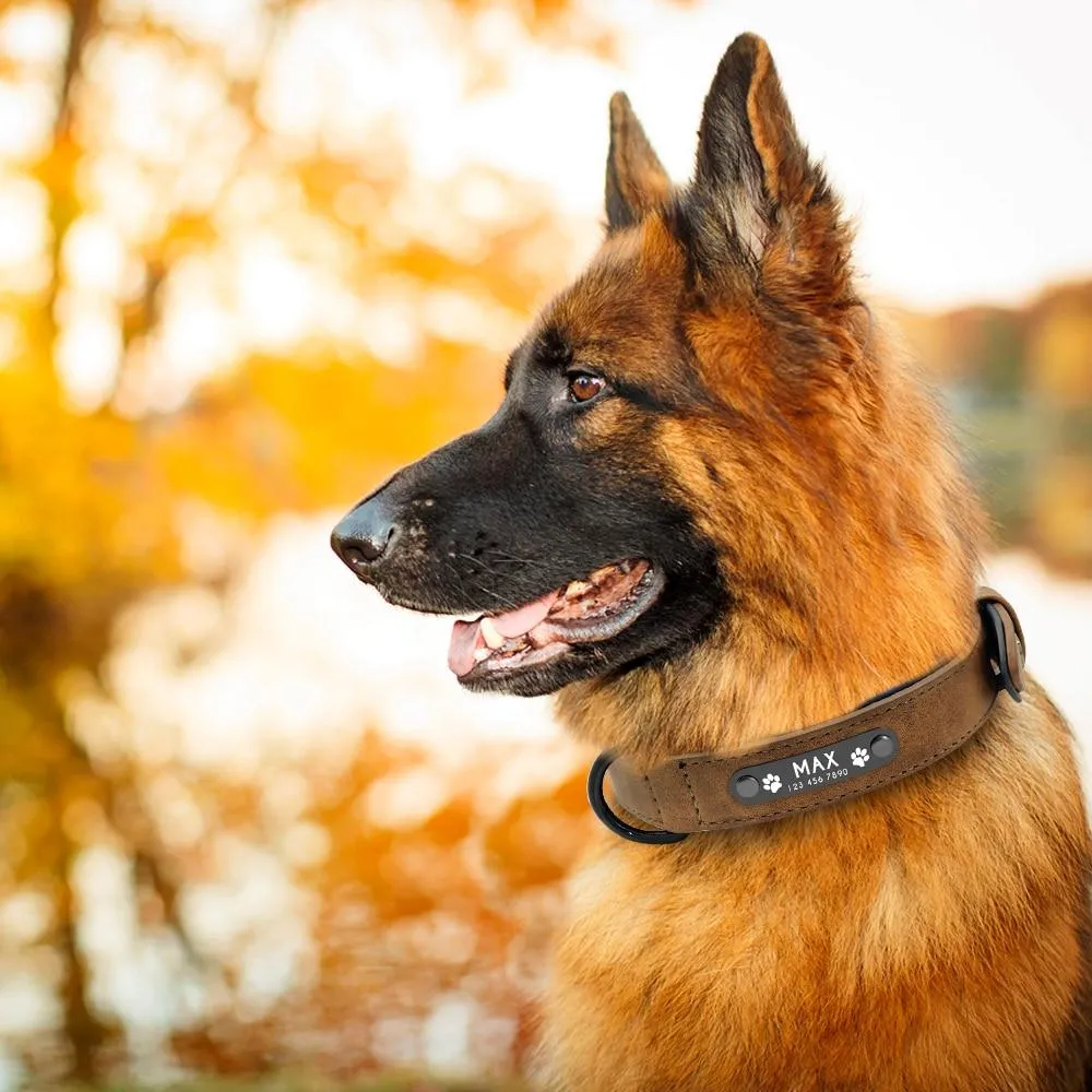 Leather Collar & Leash