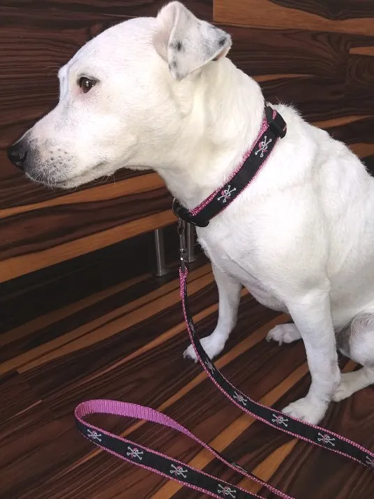 Nylon Web Coastal/Nautical Pet Collars & Leashes