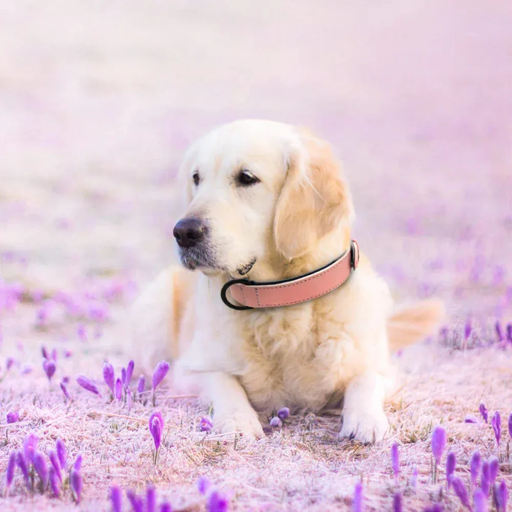 Premium Leather Dog Collar for Large Breeds
