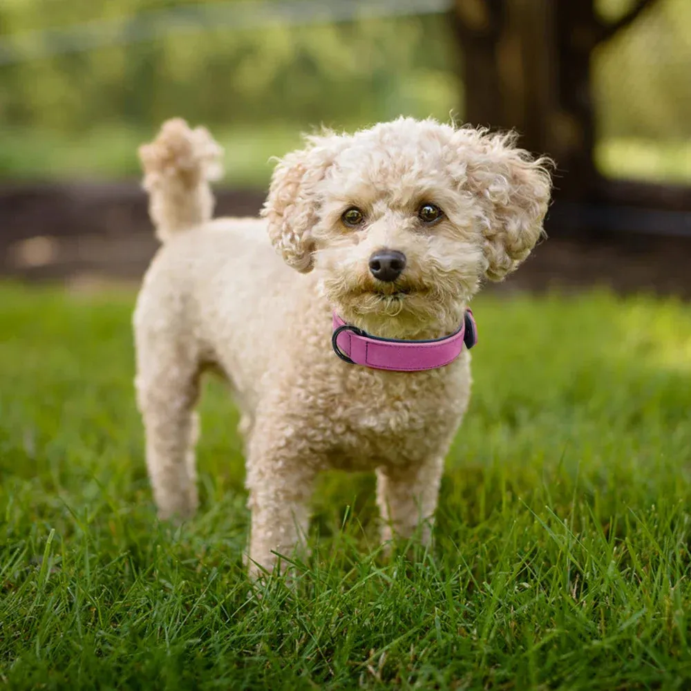 Premium Leather Dog Collar for Large Breeds