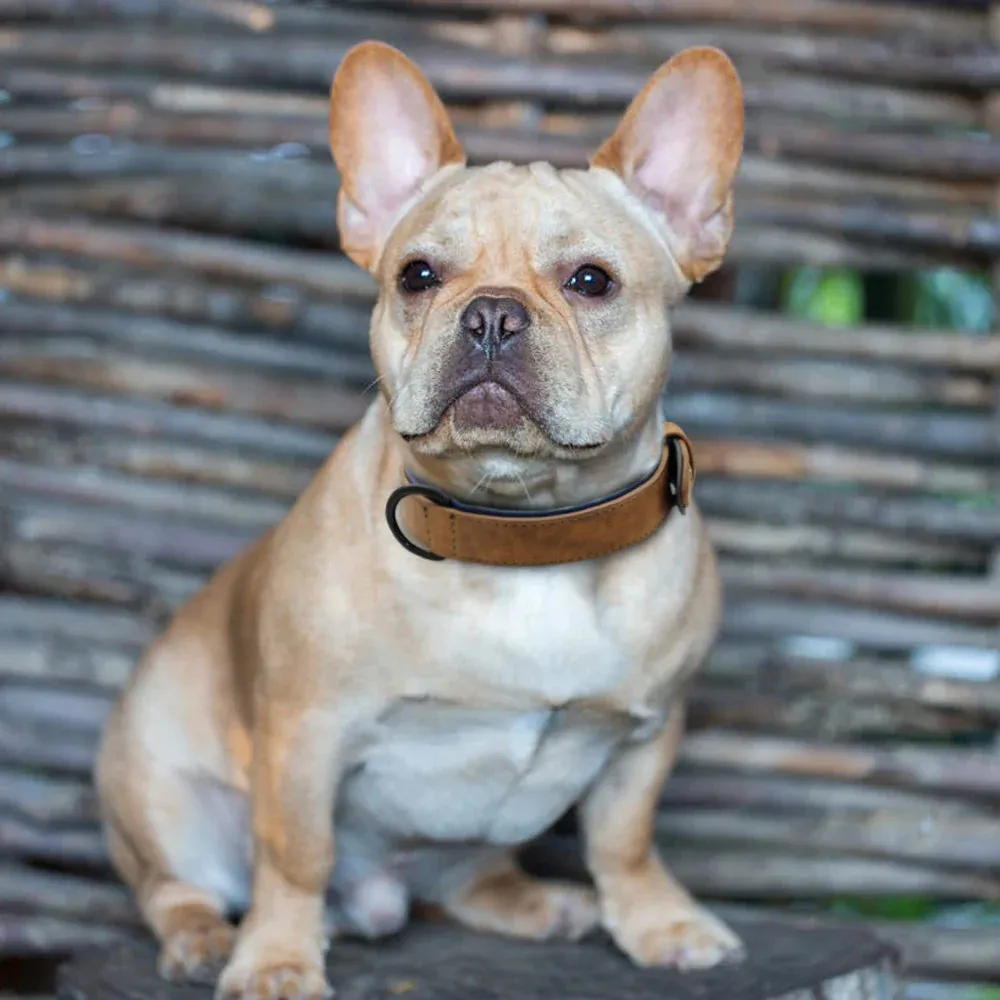 Premium Leather Dog Collar for Large Breeds