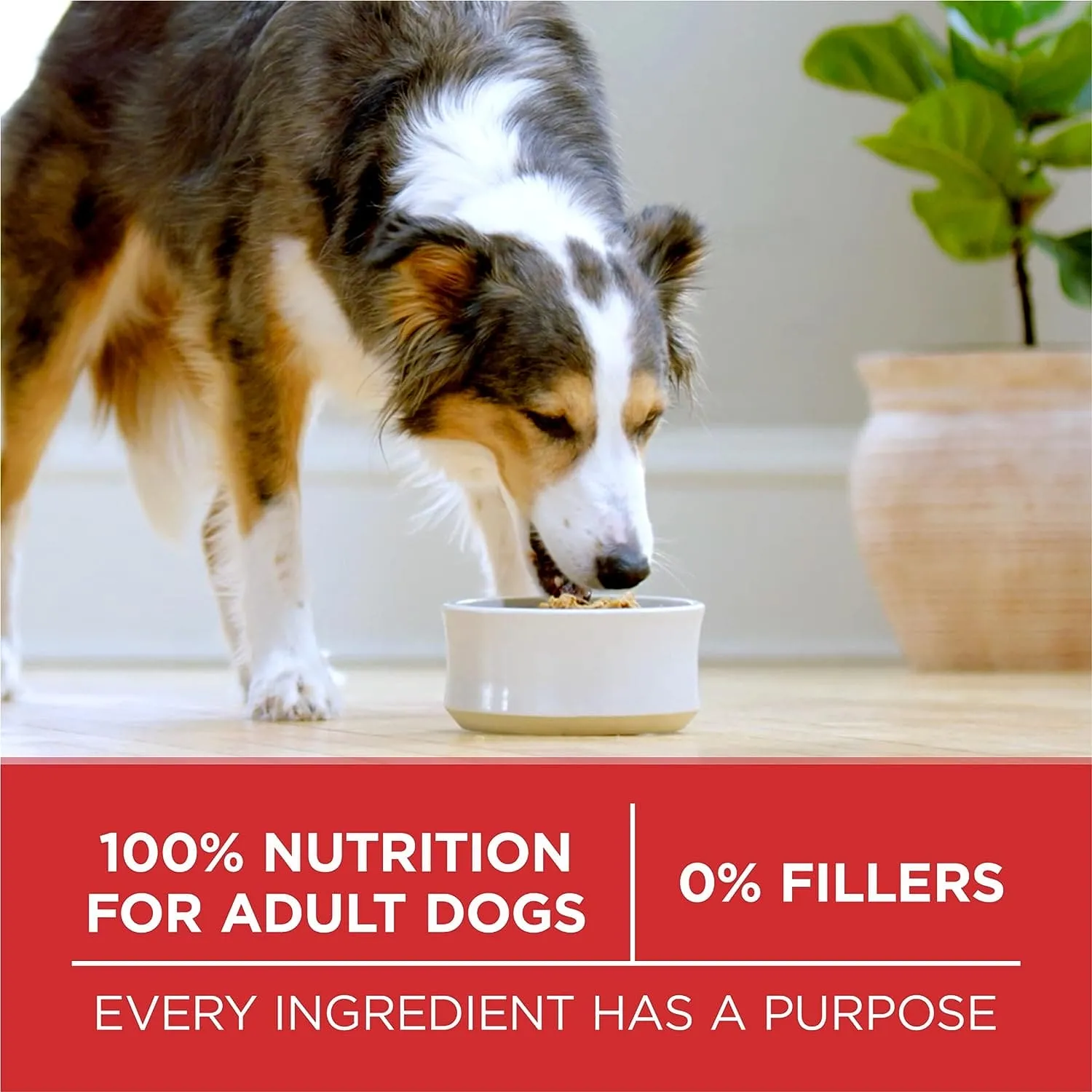 PURINA ONE ADULT DRY DOG FOOD LAMB AND RICE 4LB - POALNR
